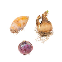 85x Naturalising bulb package 'Flowers for Years' pink-white