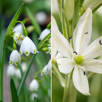 21x Naturalising bulb package 'More every Year' white