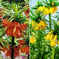 4x Flower bulb package 'Garden Grandees' orange-yellow
