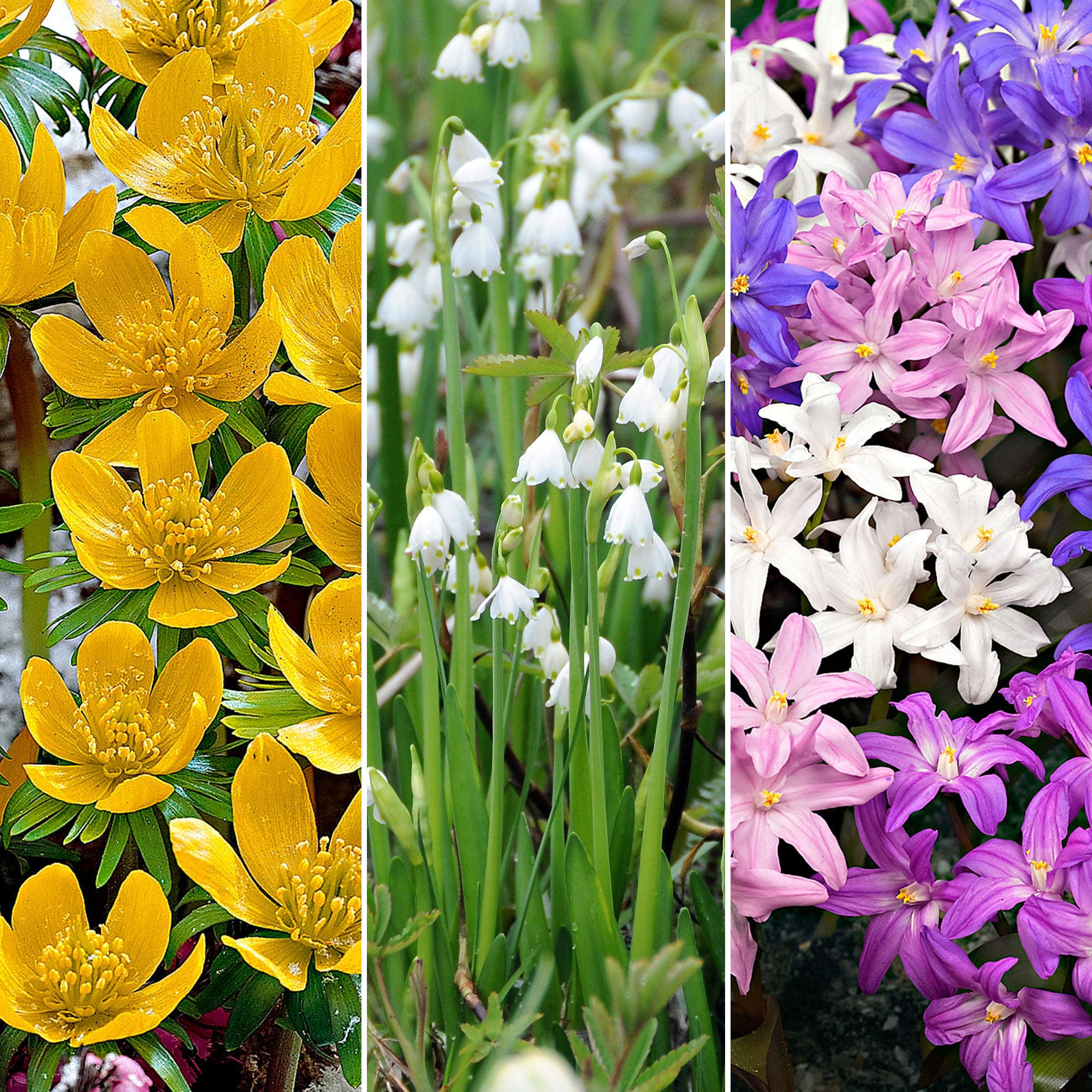 Buy 80x Flower bulb package 'Magical Mini Plants' purple-yellow-white ...