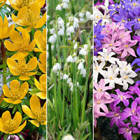 80x Flower bulb package 'Magical Mini Plants' purple-yellow-white