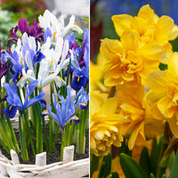50x Flower bulb package 'Garden full of Daffodils and Irises' yellow-purple