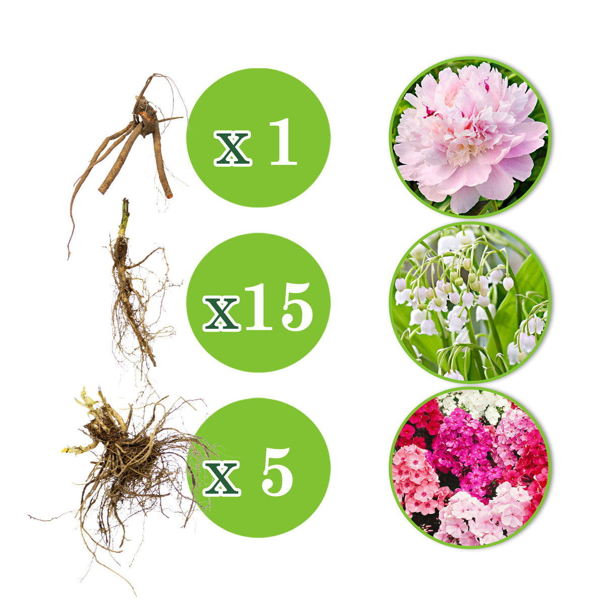 21x Perennial plants package 'Delightful Fragrances and Colours' - Hardy