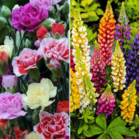 18x Perennial plants package 'Sizzling Summer Garden' - Hardy