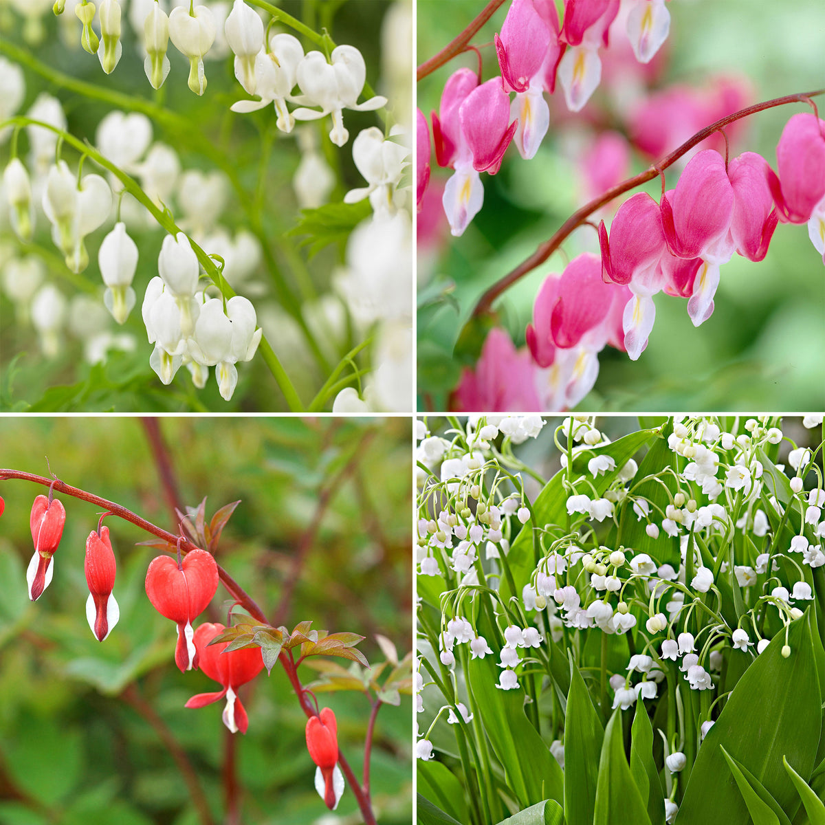 18x Perennial plants package 'Graceful Shade' - Hardy