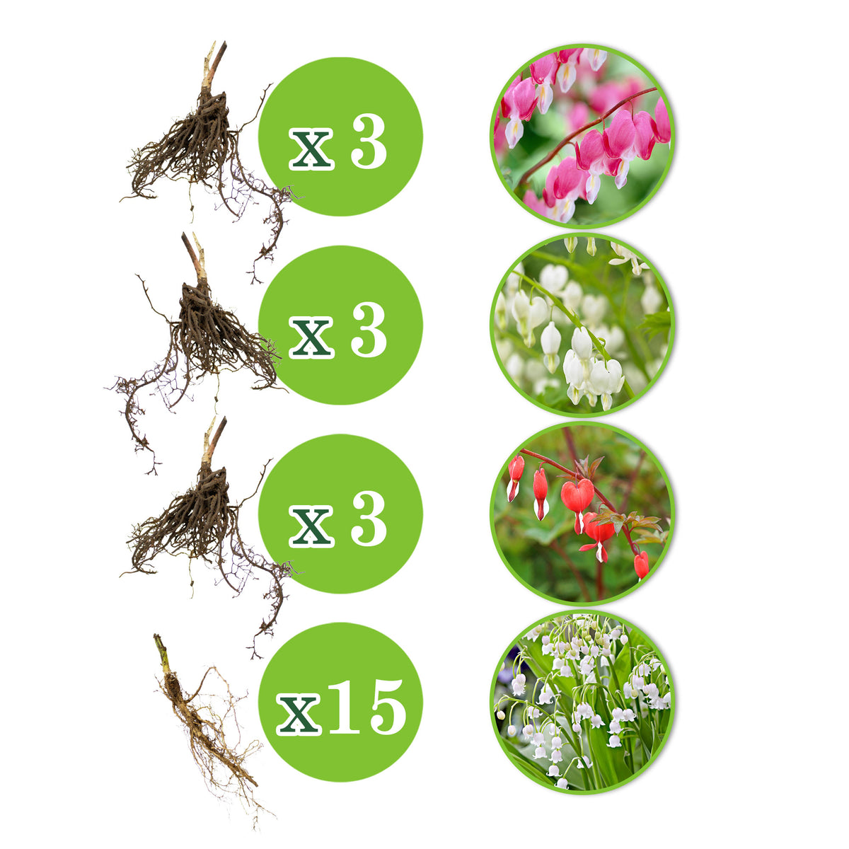 18x Perennial plants package 'Graceful Shade' - Hardy