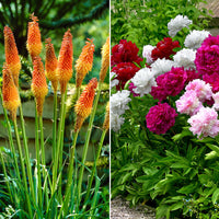 14x Perennial plants package '90 Days of Blooming Flowers' - Hardy