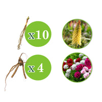 14x Perennial plants package '90 Days of Blooming Flowers' - Hardy