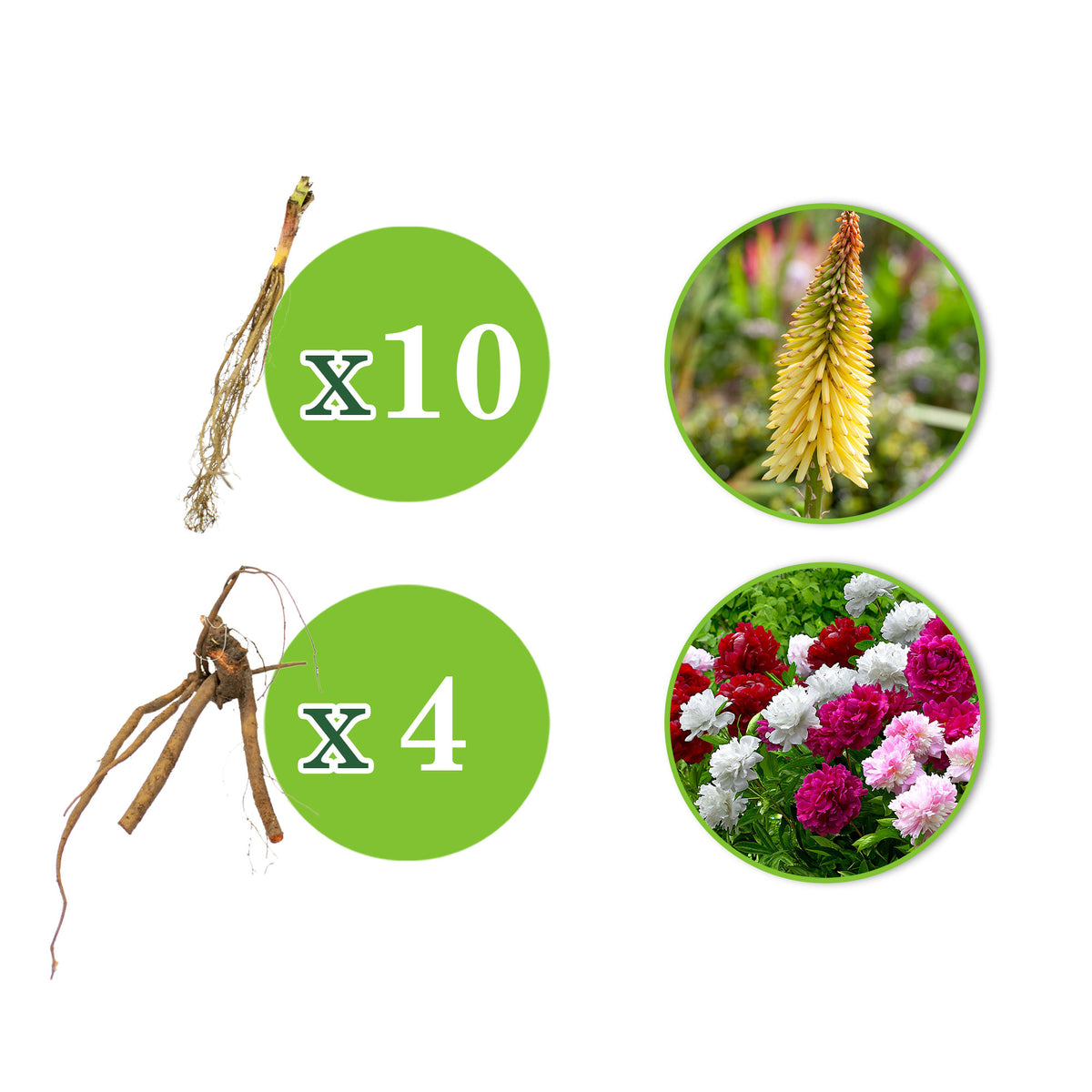 14x Perennial plants package '90 Days of Blooming Flowers' - Hardy