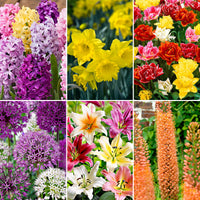 81x Flower bulb package 'February to August 120 days of flowers'