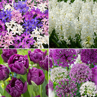 88x Flower bulb package 'March to June 90 days of flowers' purple-white