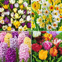 110x Flower bulb package 'February to May 90 days of flowers'