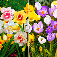 75x Crocus and Narcissus - Mix 'Picture Perfect'