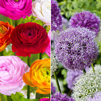 65x Allium and Persian buttercup - Mix 'Popular spring bloomers'