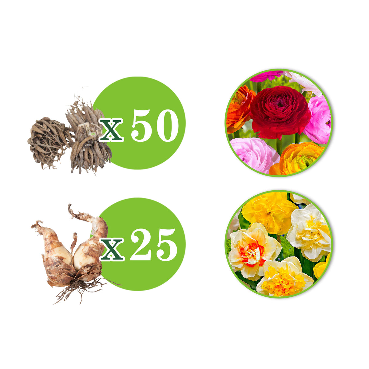 75x Persian buttercups and daffodils Mix 'Summer Party' + 'Double Flowers'