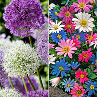 115x Anemone and Allium - Mix 'A Lot Of Flowers'