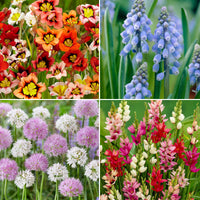 300x Flower bulb package 'Tulips and More'