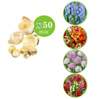 300x Flower bulb package 'Tulips and More'