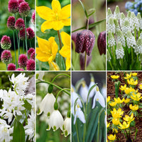 290x Flower bulb package 'Great for Bees and Butterflies'