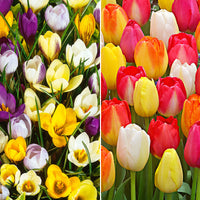 65x Flower bulb package 'Floral Majesty'