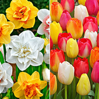 40x Tulip and daffodil - Mix 'Colour carousel'