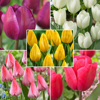 100x Flower bulb package 'Happy Bees'