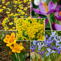 100x Flower bulb package 'Happy Bees'