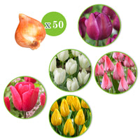 100x Flower bulb package 'Happy Bees'
