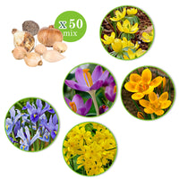 100x Flower bulb package 'Happy Bees'