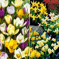 100x Daffodil and crocus - Mix 'The mini collection'