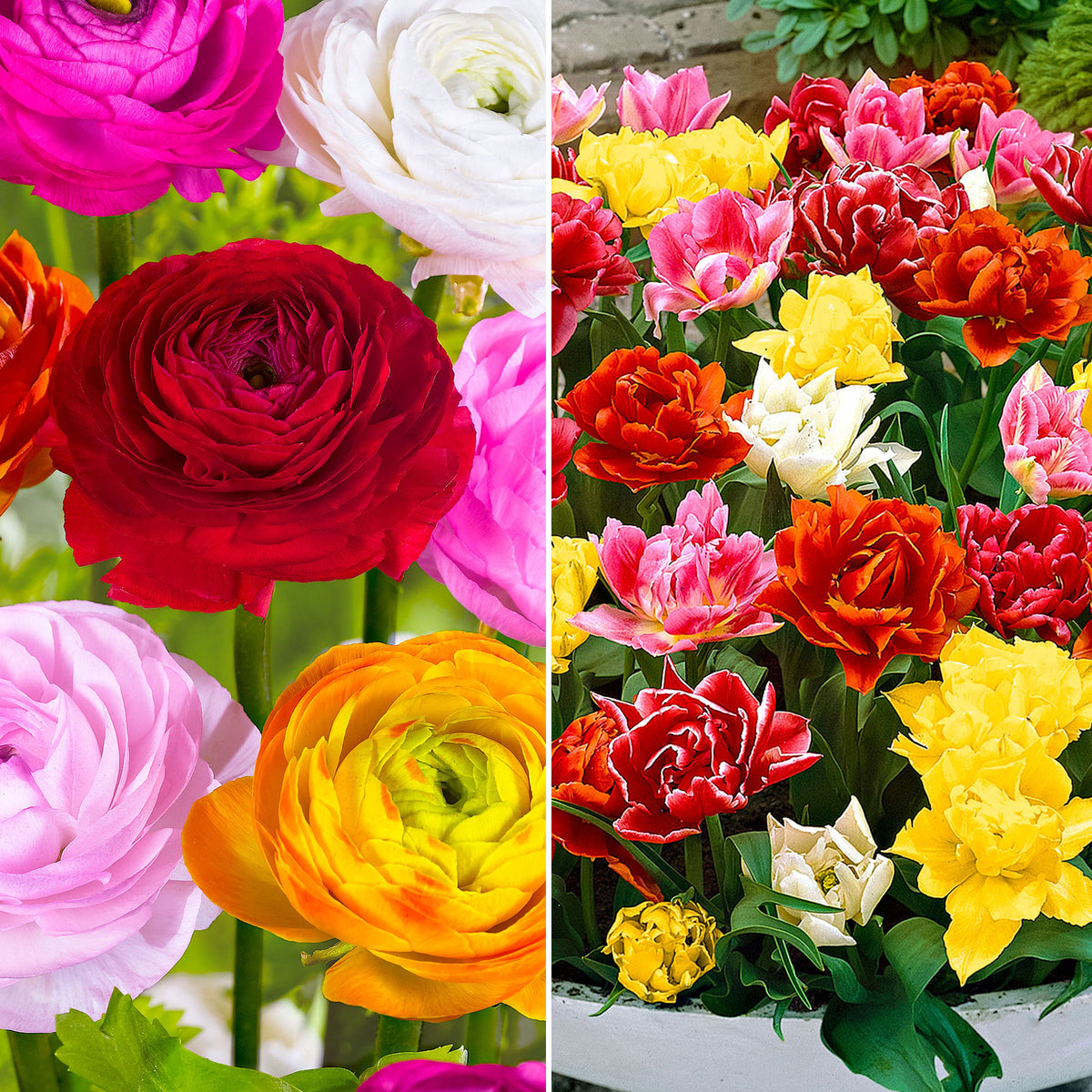 75x Double-flowered tulip and Persian buttercup - Mix 'Carpet of flowers'