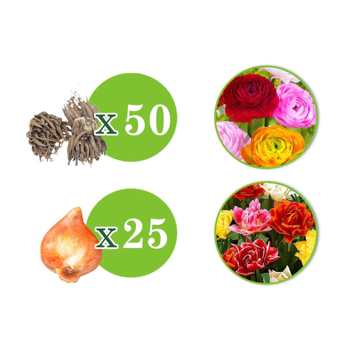 75x Double-flowered tulip and Persian buttercup - Mix 'Carpet of flowers'