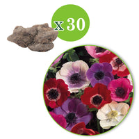 80x Anemone and tulip - Mix 'Cheerful Garden'