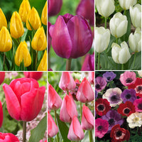 80x Anemone and tulip - Mix 'Cheerful Garden'