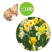 150x Daffodil and tulip - Mix 'Springtime Garden'