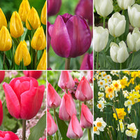 150x Daffodil and tulip - Mix 'Springtime Garden'