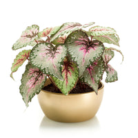 Artificial plant Begonia purple-green with decorative gold pot