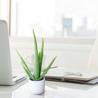Aloe vera 'Lissabon' incl. decorative pot