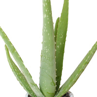 Aloe vera 'Lissabon' incl. decorative pot