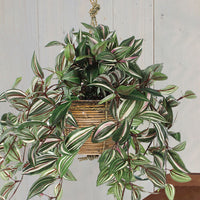 Tradescantia hanging artificial plant incl. brown decorative pot