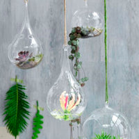 2x Mica Glass hanging pot Sil Bulb - Indoor pot
