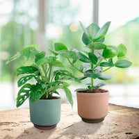 2x TS Flower Pot Suze round blue-pink - Indoor pot