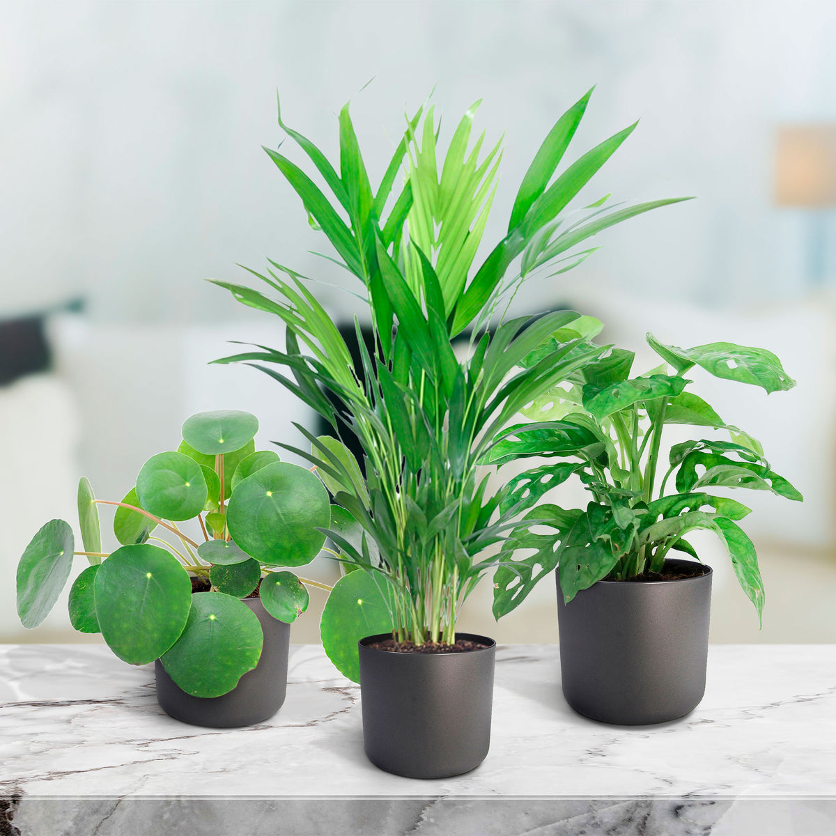 3x Elho Flower Pot B.for soft round anthracite in three sizes - Indoor pot