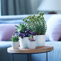 3x Elho Flower Pot Brussels round white in three sizes - Indoor pot