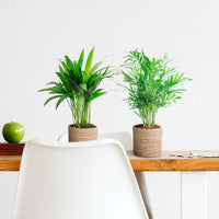 1x Areca palm Dypsis lutescens + 1x Mexican dwarf palm Chamaedorea elegans