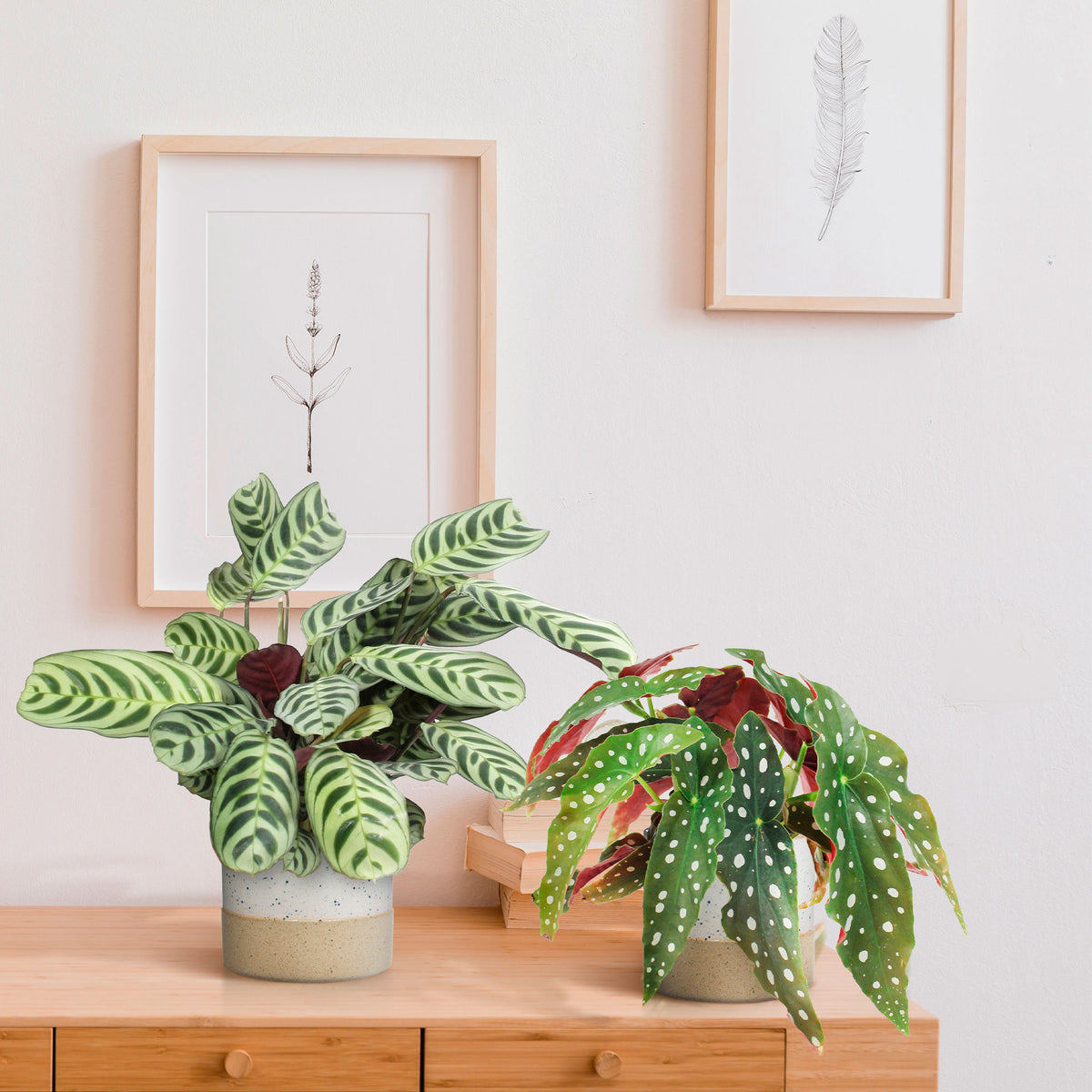 1x Begonia maculata + 1x Ctenanthe burle marxii