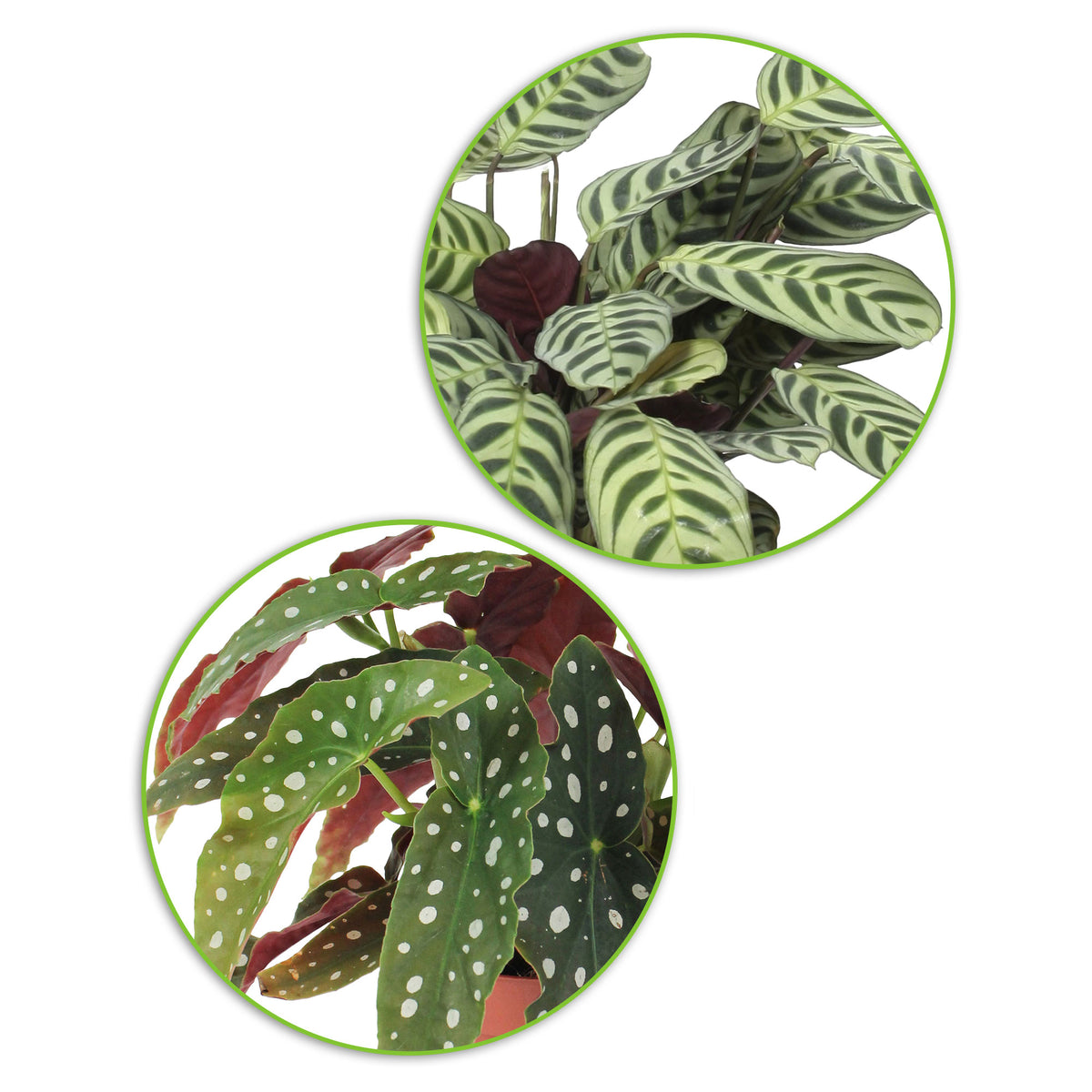 1x Begonia maculata + 1x Ctenanthe burle marxii
