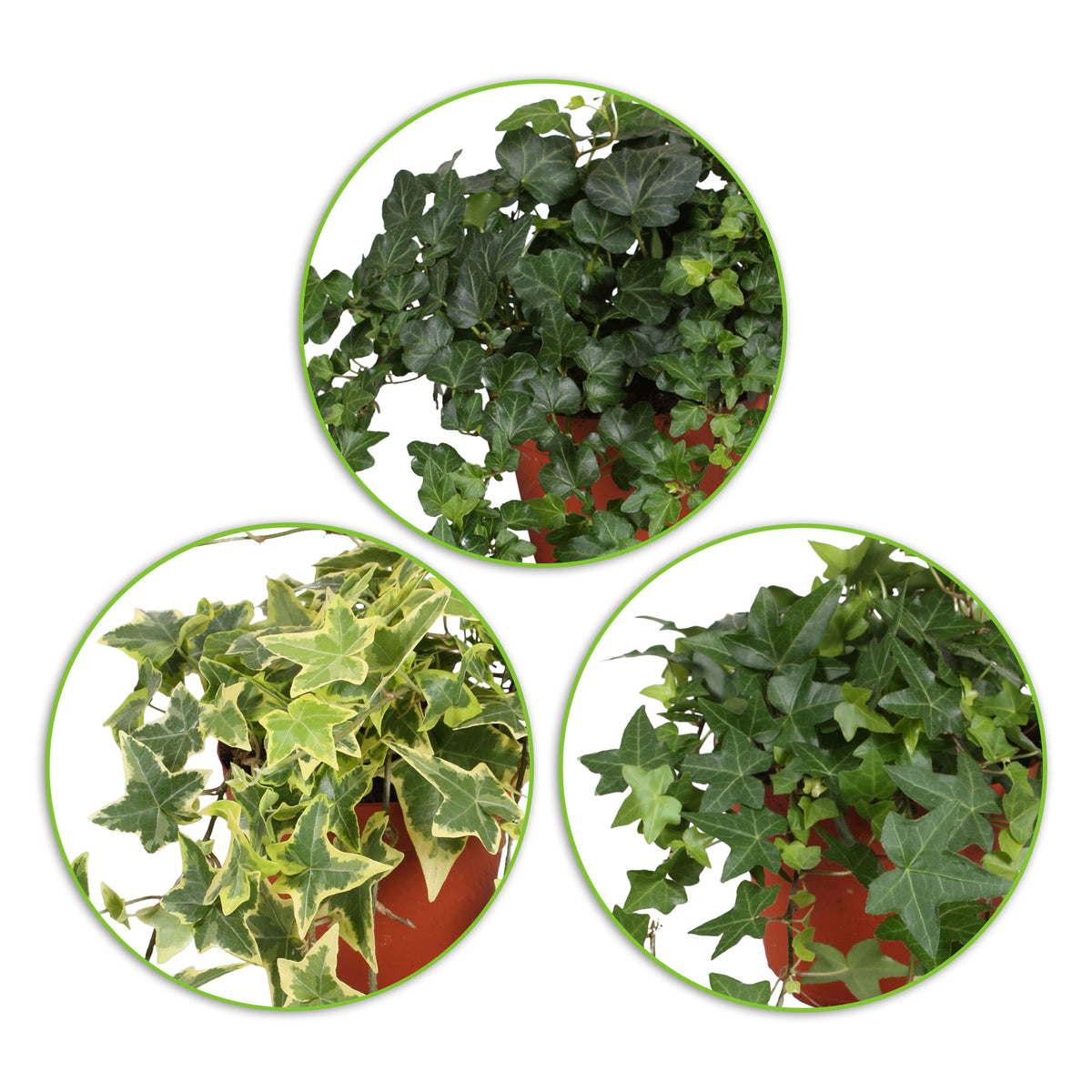 3x Ivy - Mix 'Lovely Hedera's'