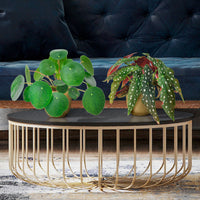 1x Begonia maculata + 1x Chinese money plant Pilea peperomioides