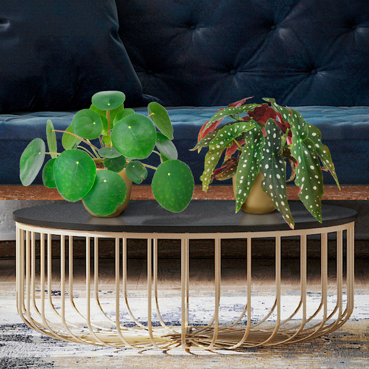 1x Begonia maculata + 1x Chinese money plant Pilea peperomioides